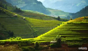 Banaue & Ifugao Rice Terraces – Cultural Guide 2026