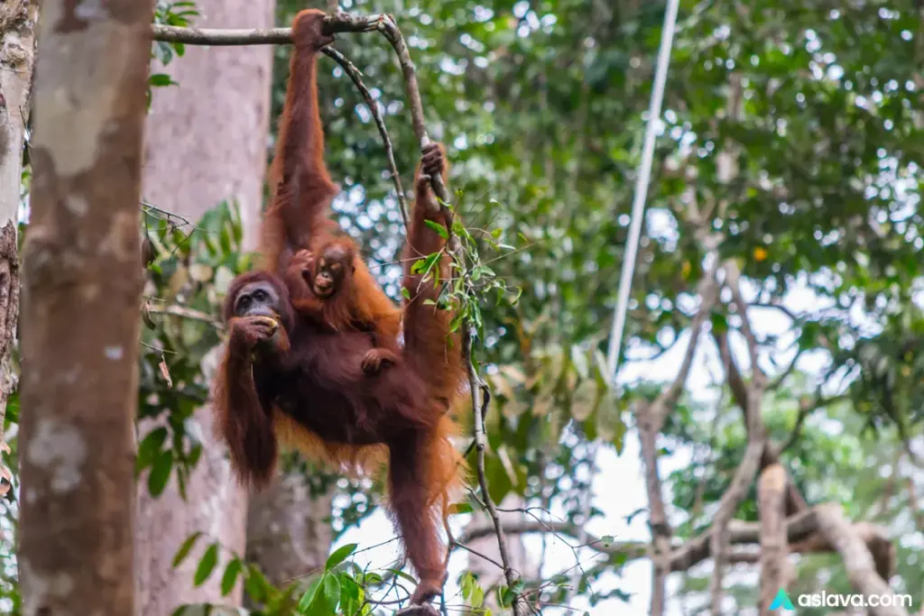 Kalimantan Jungle Adventures