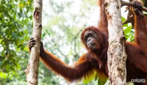 Kalimantan Jungle Adventures: Ultimate Guide for 2026