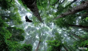 Sumatra: Wild Rainforests & Volcanic Lakes | 2026 Guide