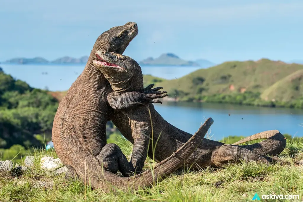Where is komodo national park