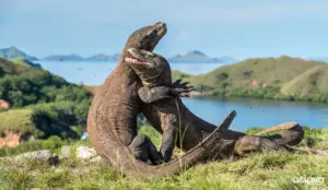 Where is Komodo National Park? Location Guide