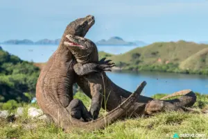 Where is Komodo National Park? Location Guide