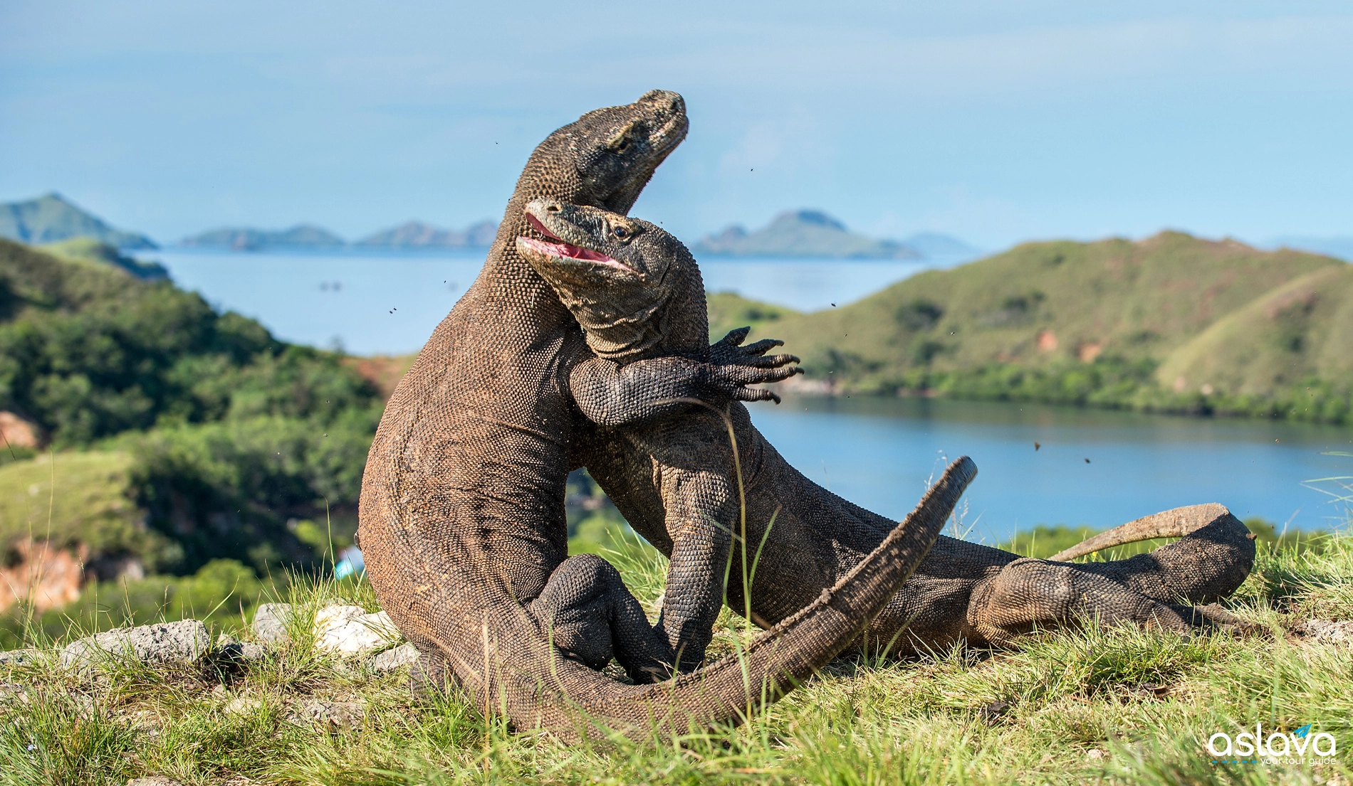 Where is Komodo National Park? Location Guide
